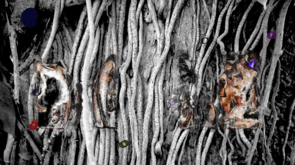 Saafi_Brothers-Banyan-Tree